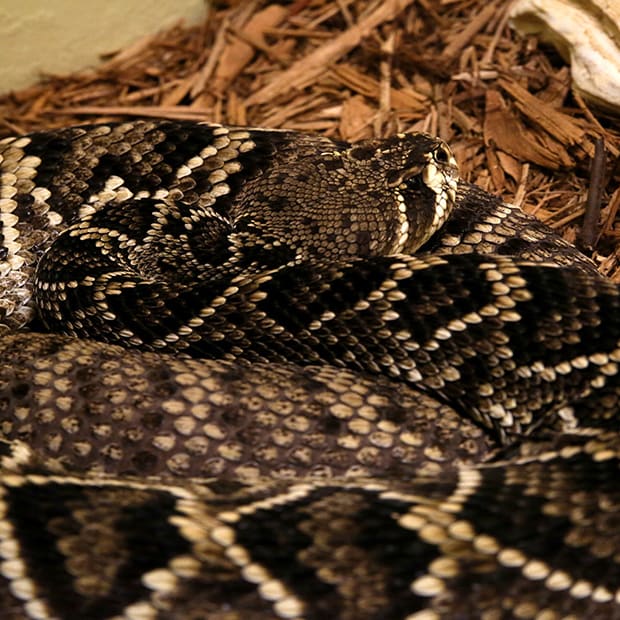 Image of Eastern Diamondback Rattlesnake
